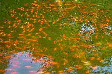 《全面战争》系列累计销量现已超过4250万套